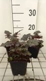 GRDplanten Groendecor Tuinarchitectuur 6x Purperklokje - Heuchera hybr. 'Frosted Violet Dream' | 9x9 cm pot