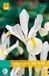 Jub Iris Hollandica Wit Bloembollen 25 Bollen Hollandse Iris JUB