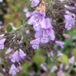 Arborix Calamintha 6 x Calamintha Nepeta 'Blue Cloud' - Bergsteentijm pot 9x9cm