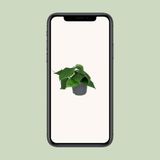 Merkloos / Sans marque Everspring Philodendron Scandens - Ø12cm - 15cm