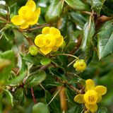 Berberis Berberis Verruculosa - Berberis 25-30 cm pot