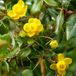 Berberis Berberis Verruculosa - Berberis 25-30 cm pot