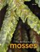 The Libri GmbH The Hidden World of Mosses