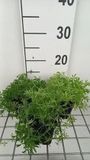 GRDplanten Groendecor Tuinarchitectuur 6x Lieve vrouwe bedstro - Galium verum | 9x9 cm pot