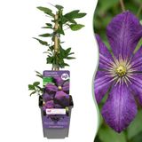 Green boutiQ - 6x Clematis Etoile Viol - Bosrank - Paars - Klimplant - Ø9cm - 35cm