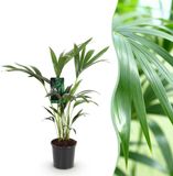 Green boutiQ - Howea Forsteriana - Kentia Palm - Kamerplant - Groen - Pot 17cm - Hoogte 70-75cm