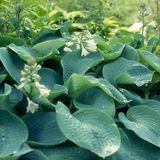 Arborix Hosta 6 x Sieboldiana - Hartlelie pot 9x9cm - Grote Blauwgroene Bladeren