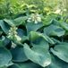 Arborix Hosta 6 x Sieboldiana - Hartlelie pot 9x9cm - Grote Blauwgroene Bladeren