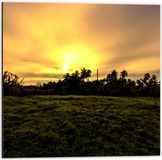 Merkloos / Sans marque Dibond Foto op Aluminium - Grasveld met Zon en Palmbomen - 50x50 cm - Landelijk