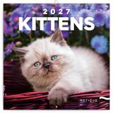 Presco Kittens Kalender 2027 Wandkalender Dieren Blauw Grijs Wit