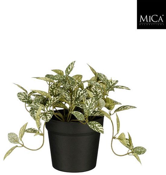 Mica Decorations Fittonia in pot groen bont - H16 x Ø16 cm