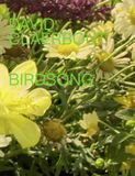 Birdsong Hannibal Books David Claerbout – Birdsong
