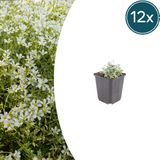 Plantenboetiek.nl Tuinplantenshop.com Cerastium tomentosum 12 stuks - Ø9cm - 10-25cm hoog - Tuinplant