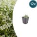 Plantenboetiek.nl Tuinplantenshop.com Cerastium tomentosum 12 stuks - Ø9cm - 10-25cm hoog - Tuinplant