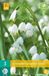 jub Leucojum Gravetye Giant bloembollen 3 stuks