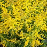 Arborix Solidago 6 x Solidago 'Golden Mosa' - Guldenroede Pot 9x9 cm - Gele Vederachtige Bloemen