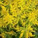 Arborix Solidago 6 x Solidago 'Golden Mosa' - Guldenroede Pot 9x9 cm - Gele Vederachtige Bloemen