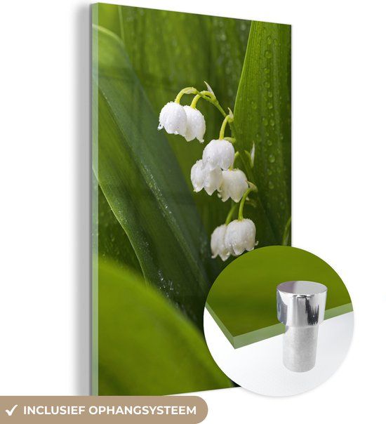 MuchoWow® Glass Painting 100x150 cm - Acrylic Glass Painting - Lily of the Valley in the Wild in Canada - Photo on Glass - Paintings