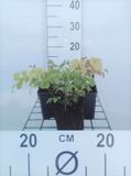 GRDplanten Groendecor Tuinarchitectuur 6x Elfenbloem - Epimedium grandiflorum | 9x9 cm pot