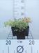 GRDplanten Groendecor Tuinarchitectuur 6x Elfenbloem - Epimedium grandiflorum | 9x9 cm pot