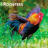 Roosters Browntrout Publishers Roosters - Hähne 2027 - 16-Monatskalender