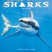 Red Robin Avonside Publishing Ltd, Sharks 2027 Calendar | Square Wall Calendar | Animal, Predator, Sealife Gift | Plastic Free Packaging
