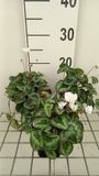 GRDplanten Groendecor Tuinarchitectuur 6x Alpenviooltje - Cyclamen hed. 'White Pearls' | 9x9 cm pot