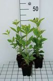 GRDplanten Ice 6x Leverkruid - Eupatorium mac. Album' | 9x9 cm pot