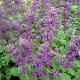 Arborix Bol 6 x Salvia Verticillata 'Purple Rain' - Kranssalie pot 9x9cm - Paarse bloemen, geurig blad