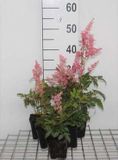 GRDplanten Groendecor Tuinarchitectuur 6x Prachtspirea - Astilbe (a) 'Fanal' | 9x9 cm pot