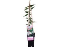 Bloomique Lonicera Henryi Kamperfoelie Klimplant Oranje Rood Winterhard Groenblijvend 50-70 cm Pot 15 cm