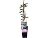 Bloomique Lonicera Henryi Kamperfoelie Klimplant Oranje Rood Winterhard Groenblijvend 50-70 cm Pot 15 cm