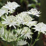 Arborix Astrantia 6 x Astrantia Major - Zeeuws Knoopje Pot 9x9 cm - Stervormige Witte Bloemen