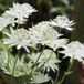 Arborix Astrantia 6 x Astrantia Major - Zeeuws Knoopje Pot 9x9 cm - Stervormige Witte Bloemen
