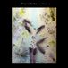Jun Miyake - Whispered Garden (CD)