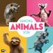 Ackermann Verlag Dancing Animals Wandkalender 2026