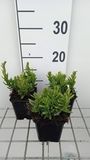 GRDplanten Steenzaad 6x Lithodora dif. 'Alba' | 9x9 cm pot