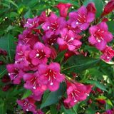 Arborix Weigela Weigela 'Eva Rathke' - 50-60 cm in pot