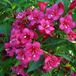 Arborix Weigela Weigela 'Eva Rathke' - 50-60 cm in pot