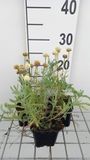 GRDplanten Groendecor Tuinarchitectuur 6x Heiligenbloem - Santolina cham. 'Edward Bowles' | 9x9 cm pot