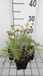 GRDplanten Groendecor Tuinarchitectuur 6x Heiligenbloem - Santolina cham. 'Edward Bowles' | 9x9 cm pot