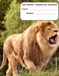 LION PRIMARY COMPOSITION NOTEBOOK