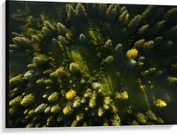 Merkloos / Sans marque Take your time Canvas - Bomen - Bossen - Bovenaanzicht - Groen - 100x75 cm Foto op Canvas Schilderij (Wanddecoratie op Canvas)