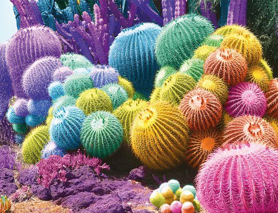 Nathan Legpuzzel Cactus Rainbow - 2000 stukjes