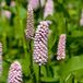 Arborix Persicaria 6 x Persicaria Bistorta 'Superba' - Adderwortel pot 9x9cm