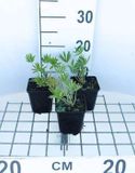 GRDplanten Lupine 6x Lupine - Lupinus hybr. 'Gallery White' | 9x9 cm pot