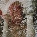 Silver Current Mary Lattimore & Growing - Gainer (Coloured Vinyl)