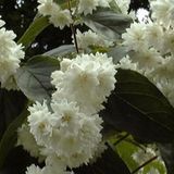 Arborix Deutzia Magnifica - Bruidsbloem - 60-80 cm in pot