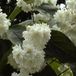 Arborix Deutzia Magnifica - Bruidsbloem - 60-80 cm in pot
