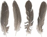 Merkloos Rayher Hobby Gmbh Decoratie - veren - Fazant - set van 4x stuks - Sierveren - 22cm